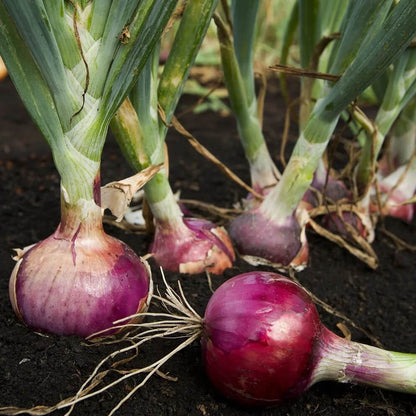 Onion Seeds