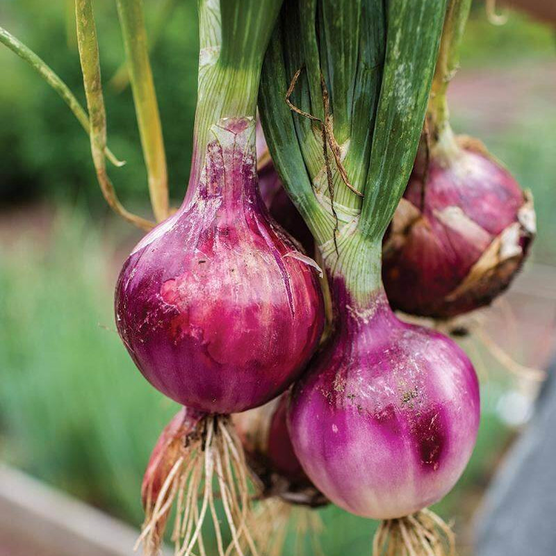 Onion Seeds