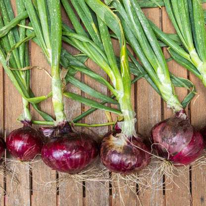 Onion Seeds