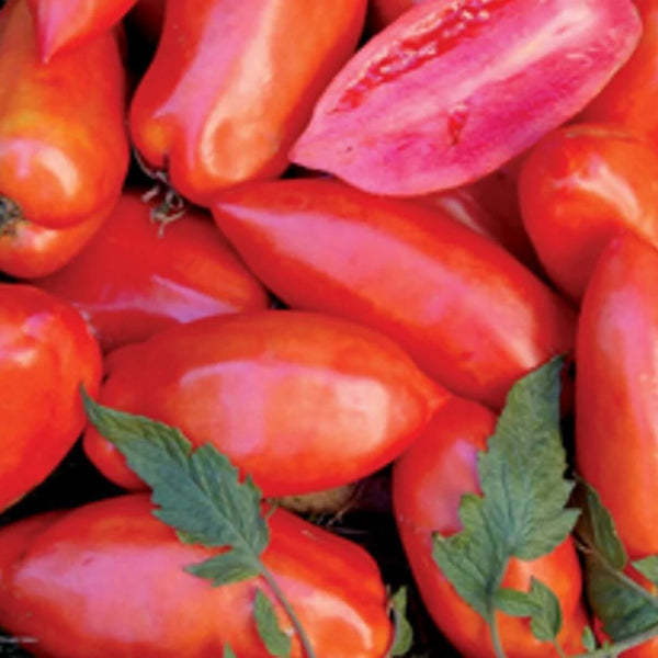 Opalka Tomato Seeds - Vegetable Plant