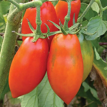 Opalka Tomato Seeds - Vegetable Plant