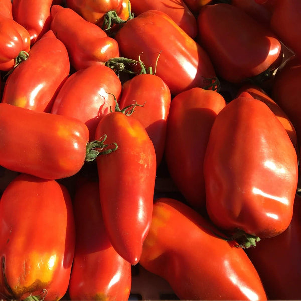 Opalka Tomato Seeds - Vegetable Plant