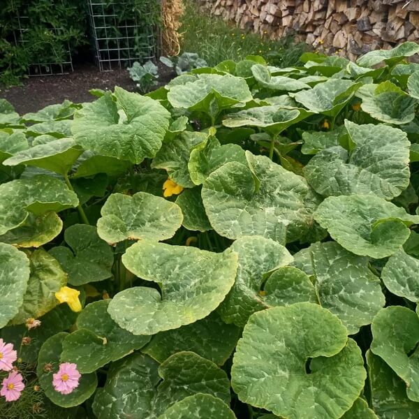 Open Pollinated Squash Seeds
