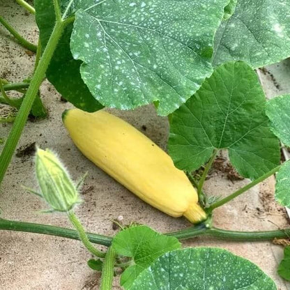 Open Pollinated Squash Seeds