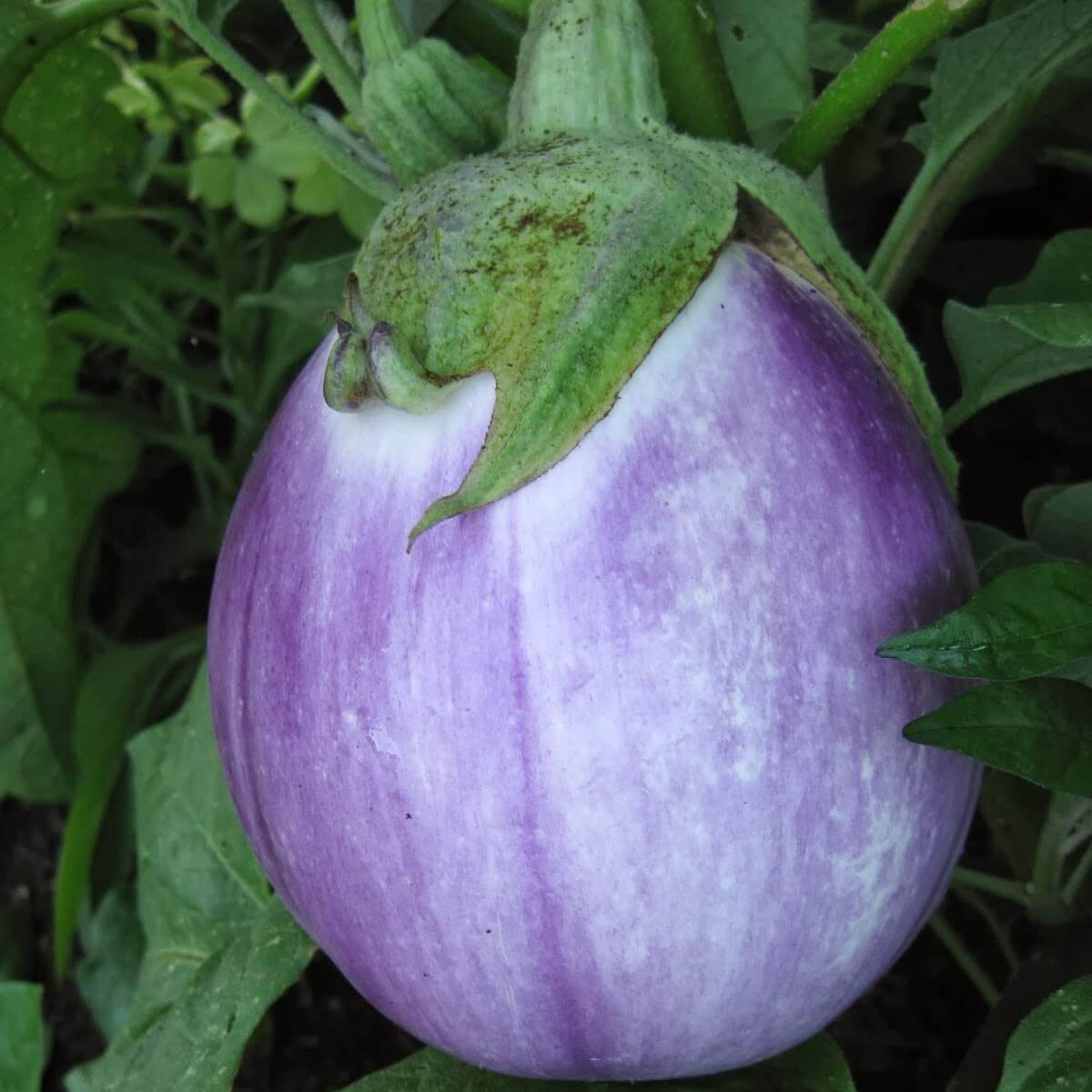 Ophelia Eggplant Seeds - Vegetable Plant