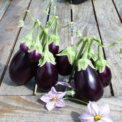 Ophelia Eggplant Seeds - Vegetable Plant