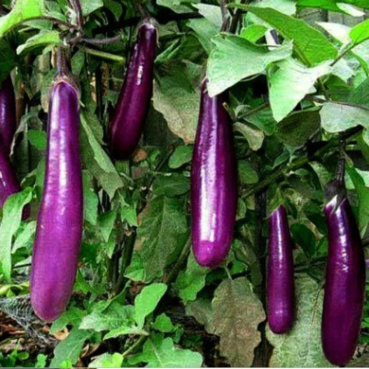 Ophelia Eggplant Seeds - Vegetable Plant