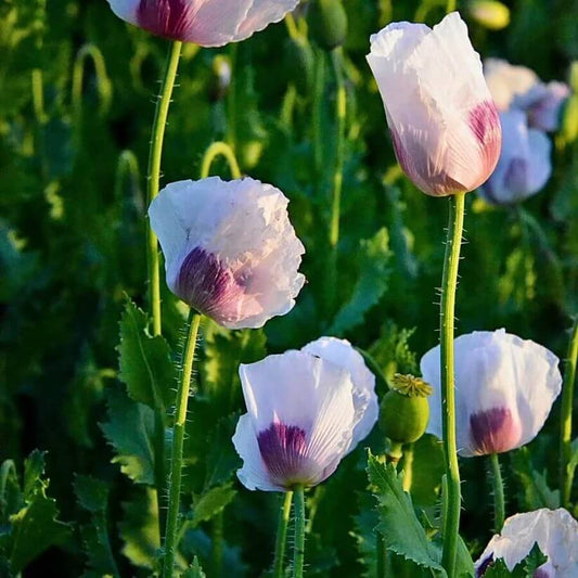 Opium Poppy Seeds