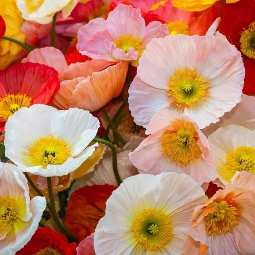 Opium Poppy Seeds