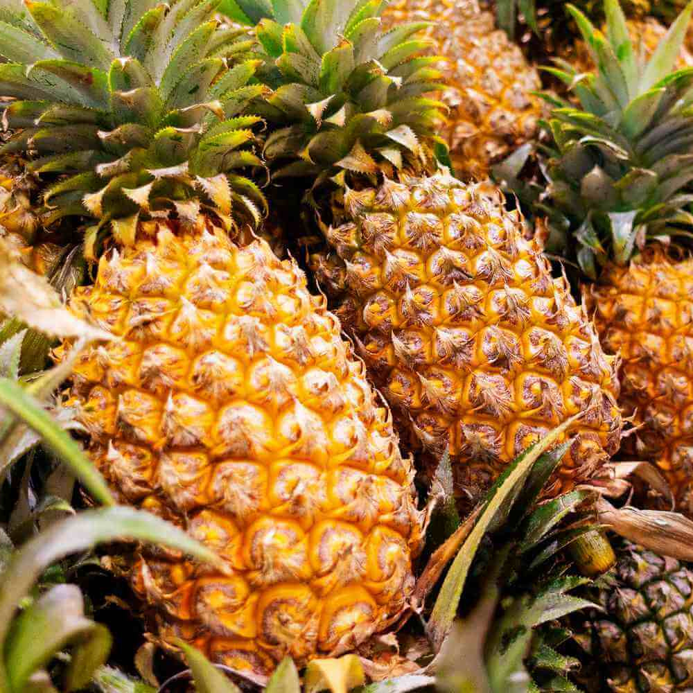 Orange-Green Pineapple Seeds