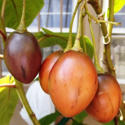 Orange-Red Tamarillo Seeds - Fruit Plant for Home Gardens
