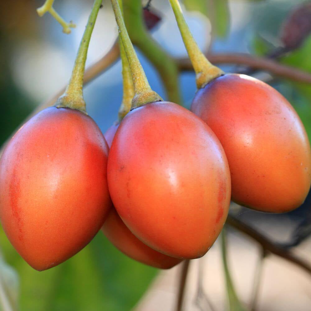 Orange-Red Tamarillo Seeds - Fruit Plant for Home Gardens
