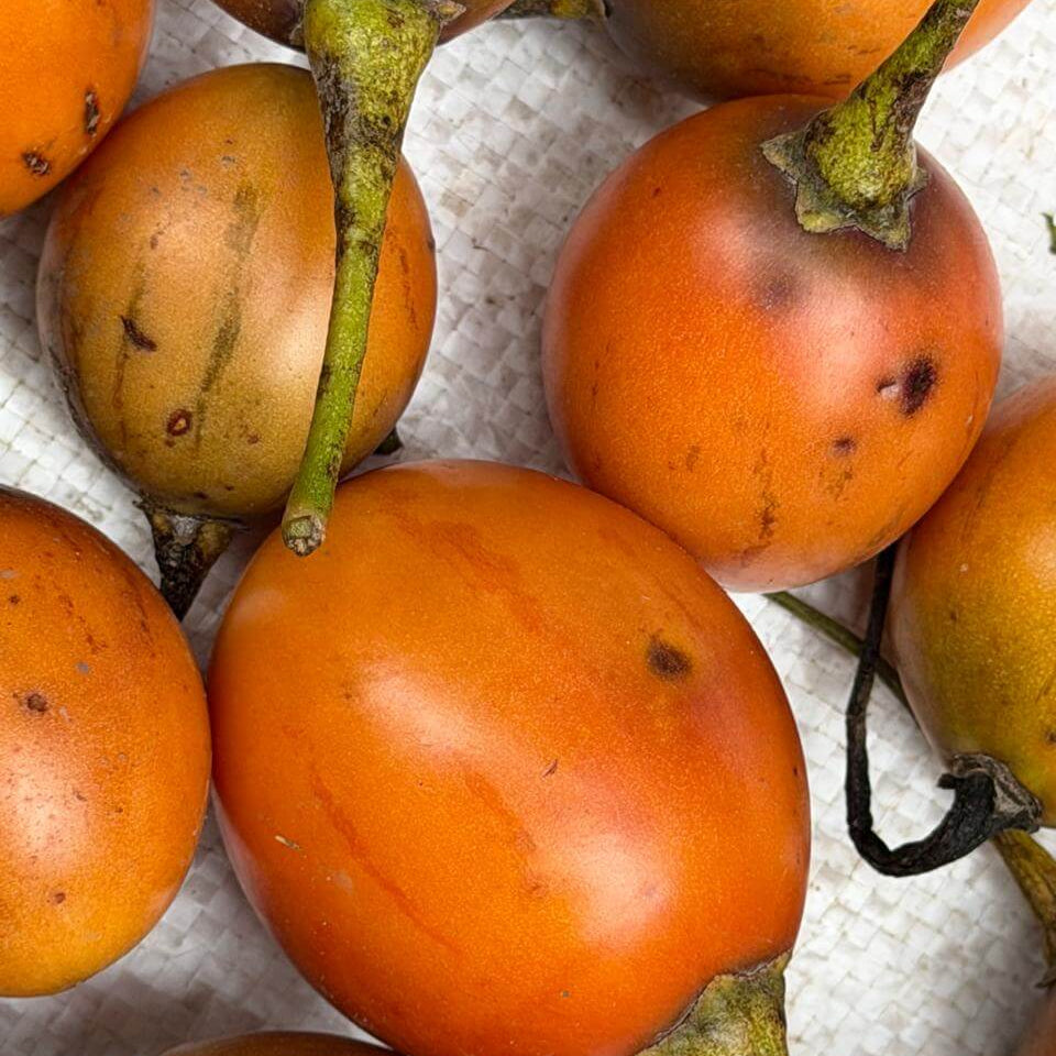 Orange-Red Tamarillo Seeds - Fruit Plant for Home Gardens