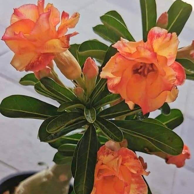 Orange Adenium Obessum Seeds - Flower Plant