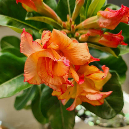 Orange Adenium Obessum Seeds - Flower Plant