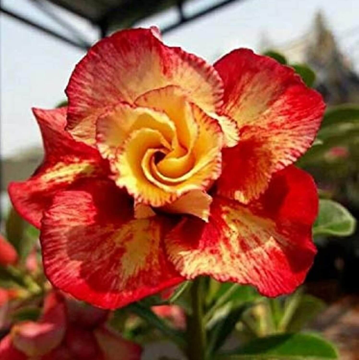 Orange Adenium Obessum Seeds - Flower Plant