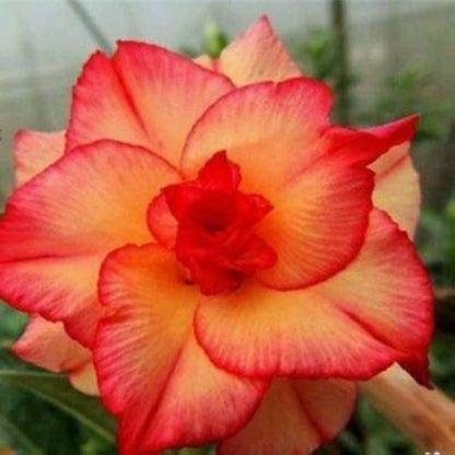 Orange Adenium Obessum Seeds - Flower Plant