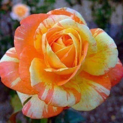 Orange Adenium Obessum Seeds - Flower Plant