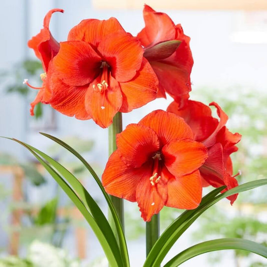 Orange Amaryllis Seeds - Flower Plant for Home Gardens