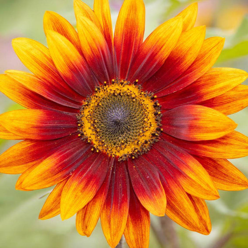 Orange And Red Sunflower Seeds - Heirloom Flower Plant for Home Gardens