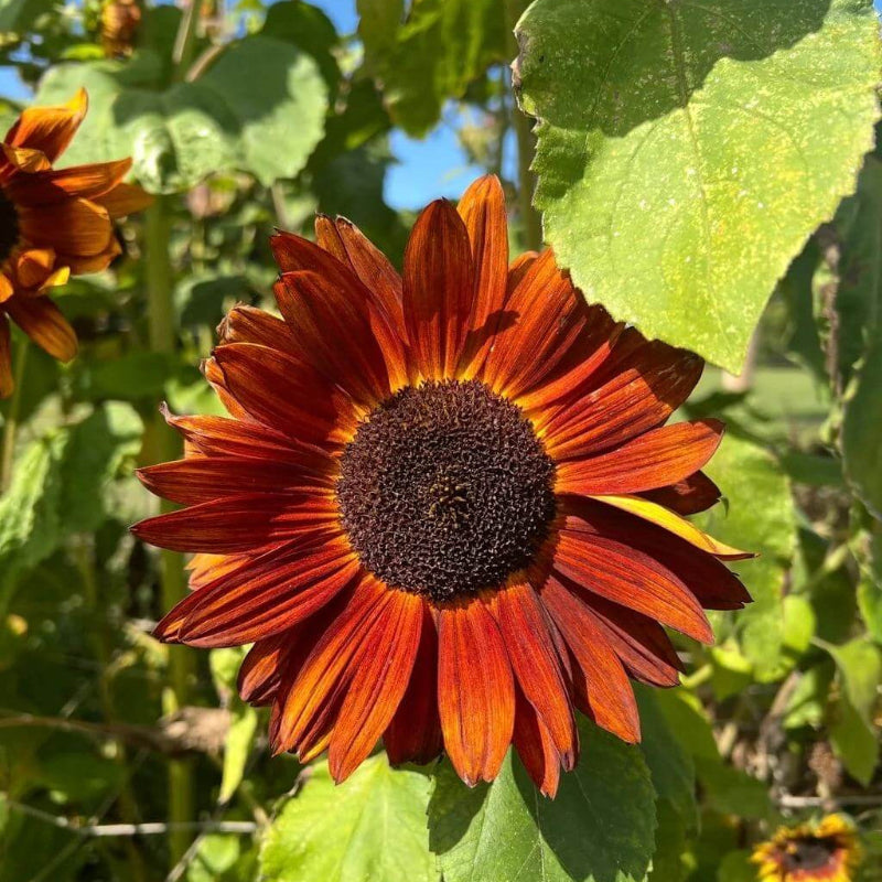 Orange And Red Sunflower Seeds - Heirloom Flower Plant for Home Gardens