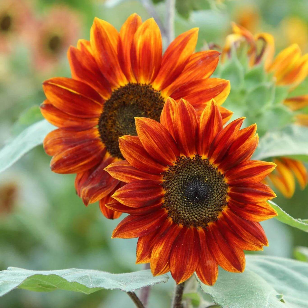 Orange And Red Sunflower Seeds - Heirloom Flower Plant for Home Gardens