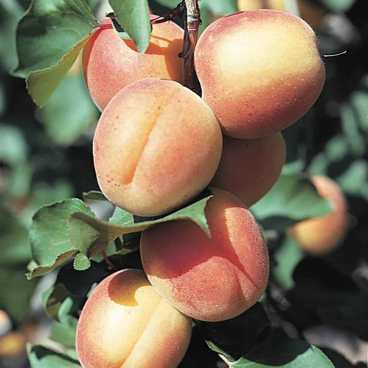 Orange Apricot Seeds - Fruit Plant for Home Gardens