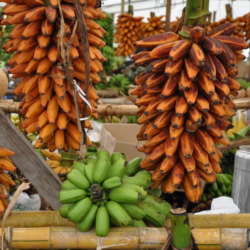 Orange Banana Seeds