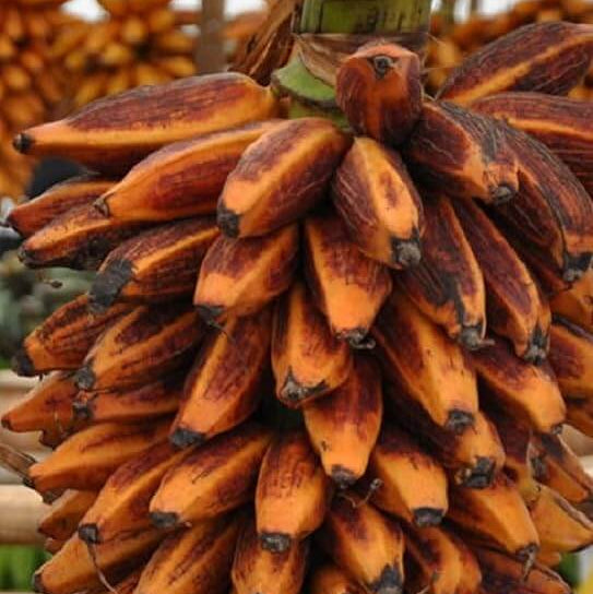 Orange Banana Seeds