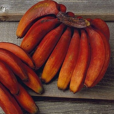 Orange Banana Seeds