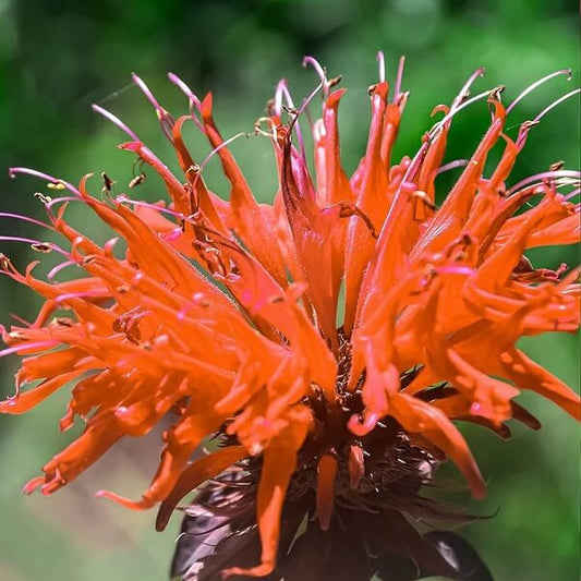 Orange Bee Balm Seeds
