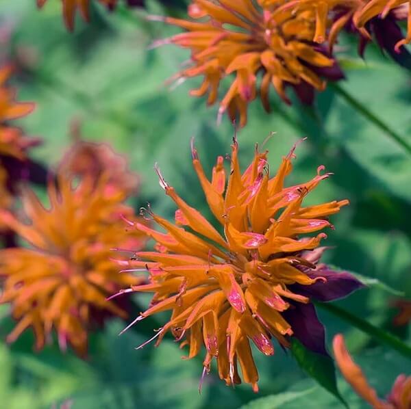 Orange Bee Balm Seeds