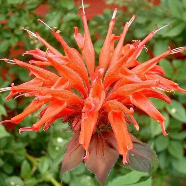 Orange Bee Balm Seeds