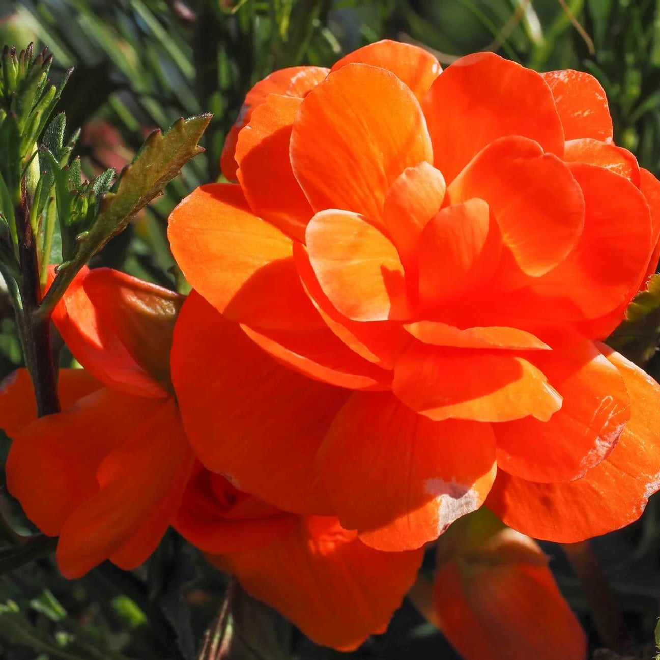 Orange Begonia Seeds - Flower Plant