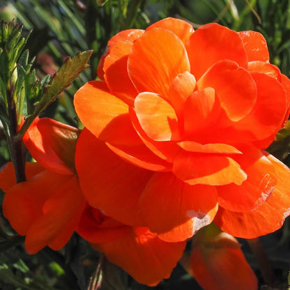 Orange Begonia Seeds - Flower Plant