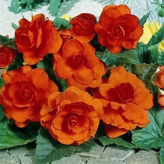 Orange Begonia Seeds - Flower Plant