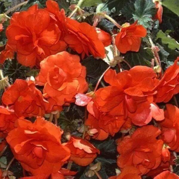 Orange Begonia Seeds - Flower Plant