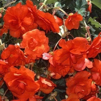 Orange Begonia Seeds - Flower Plant