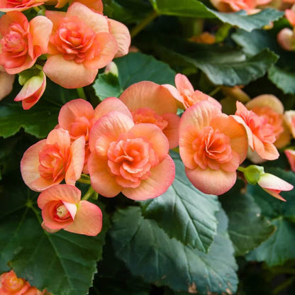Orange Begonia Seeds 