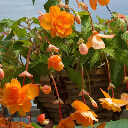 Orange Begonia Seeds 