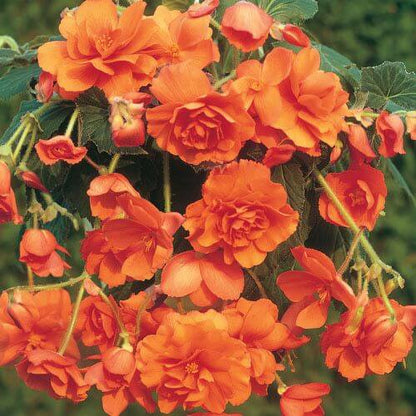 Orange Begonia Seeds 