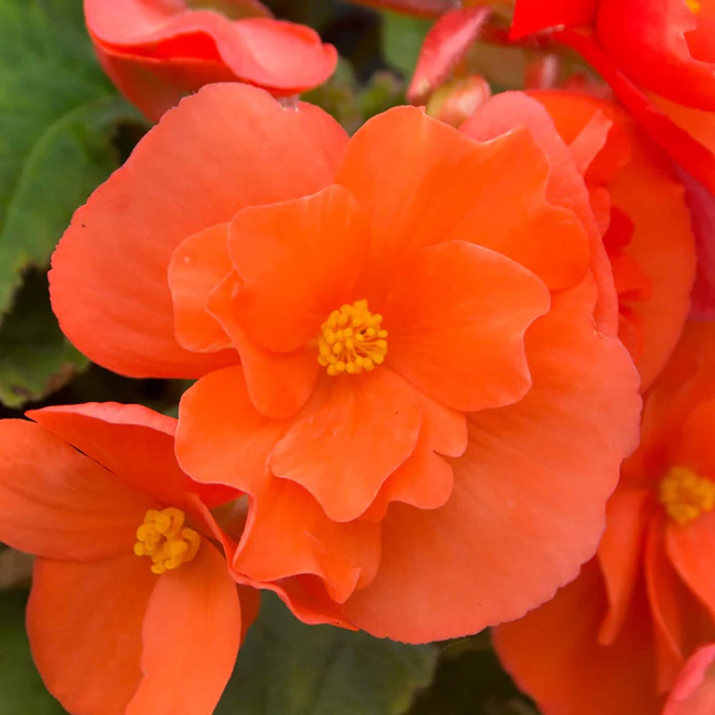 Orange Begonia Seeds 