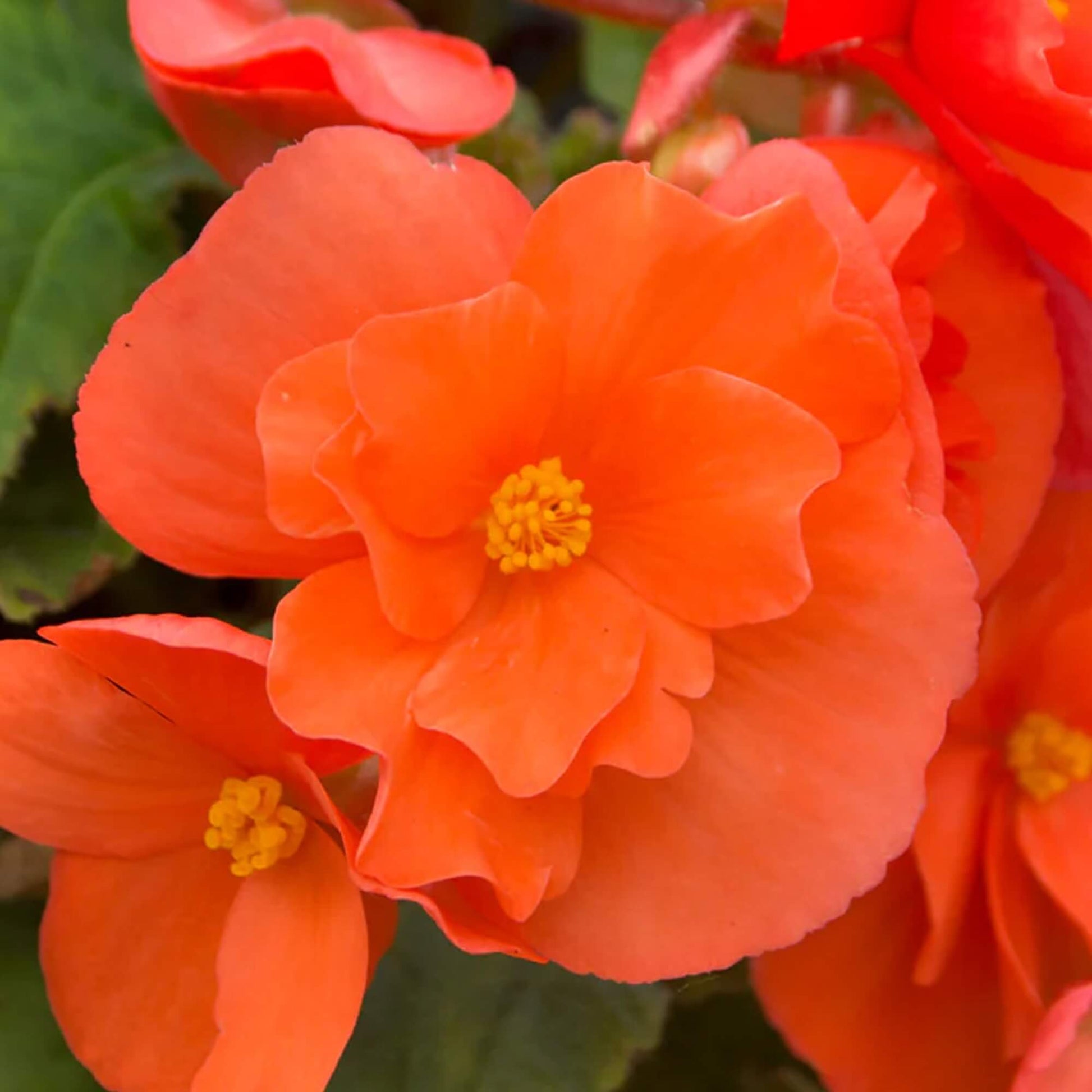 Orange Begonia Seeds 