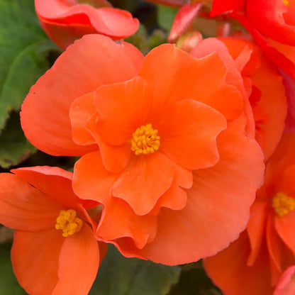 Orange Begonia Seeds 