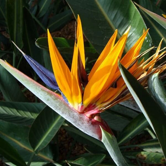 Orange Bird of Paradise Seeds - Flower Plant for Home Gardens