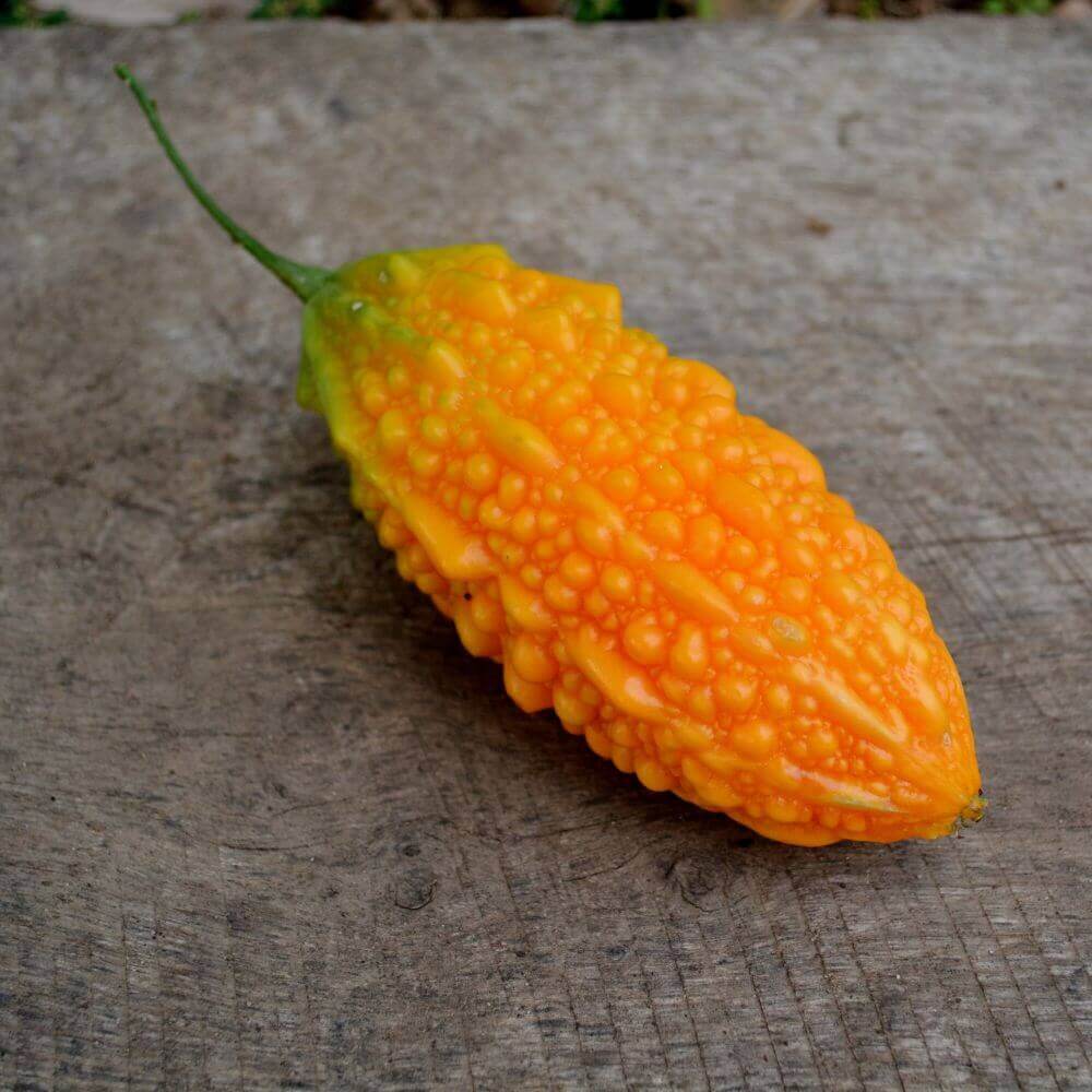 Orange Bitter Gourd Seeds