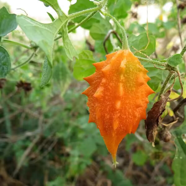 Orange Bitter Gourd Seeds