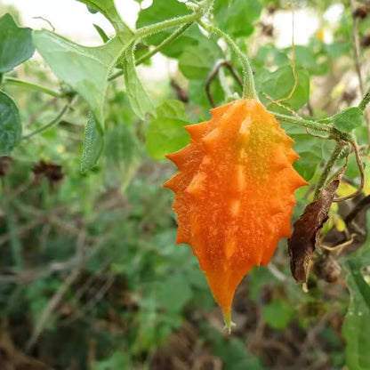 Orange Bitter Gourd Seeds