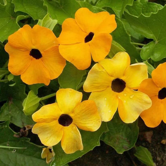 Orange Black Eyed Susan Vine Seeds