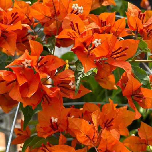 Orange Bougainvillea Seeds